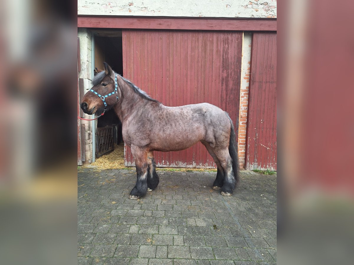 Belgisches Kaltblut Stute 14 Jahre 164 cm Braunfalbschimmel in Wieseth