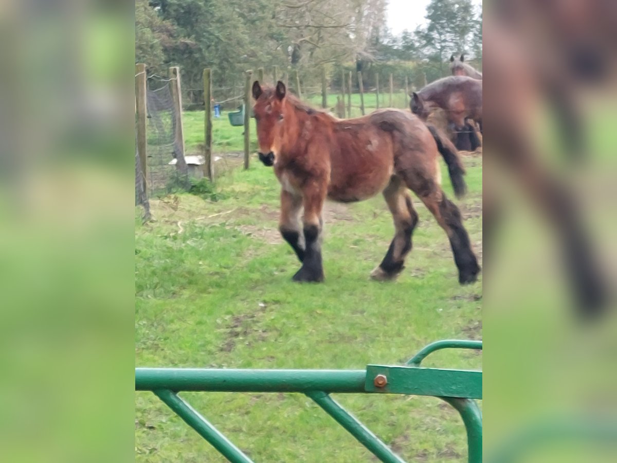 Belgisches Kaltblut Stute Fohlen (04/2024) Roan-Bay in Oosteeklo