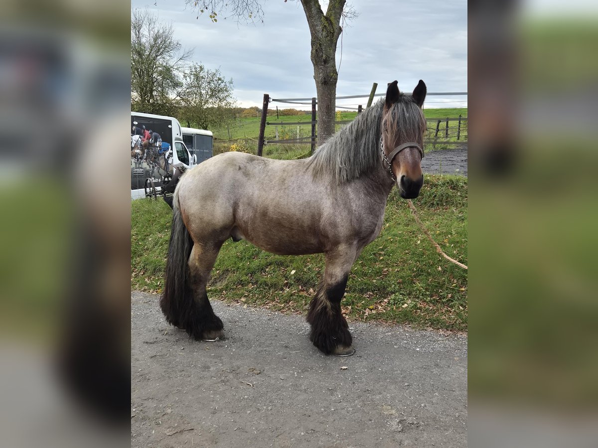 Belgisches Kaltblut Wallach 4 Jahre 166 cm Blauschimmel in Ave et Auffe