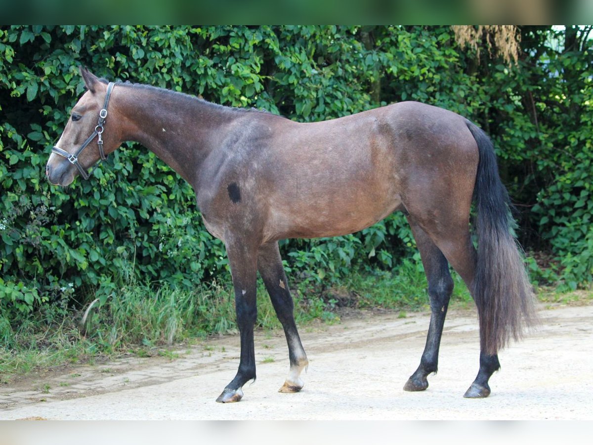 Belgisches Reitpony Hengst 2 Jahre 148 cm in GROTE-BROGEL