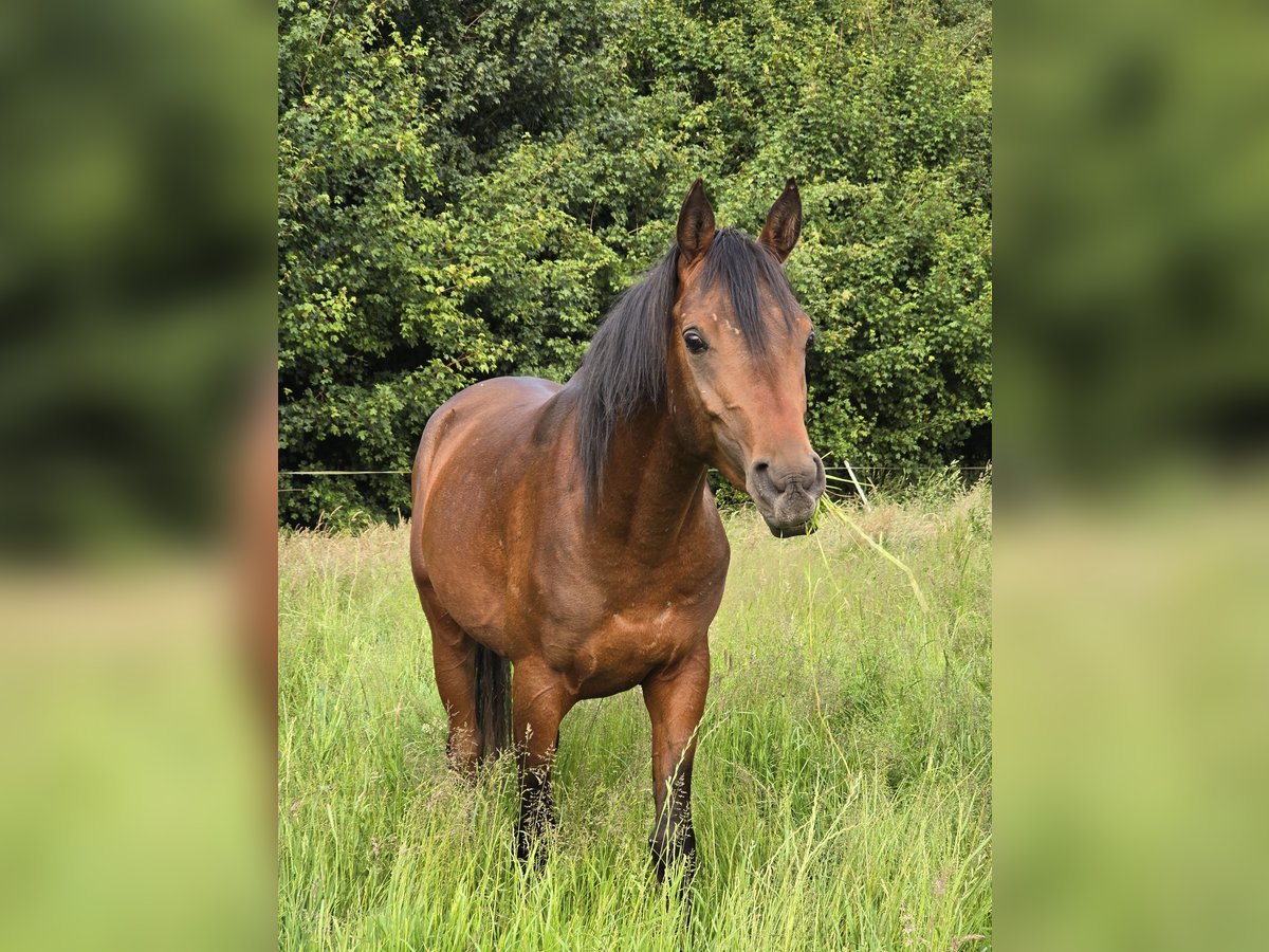 Belgisches Reitpony Hengst 3 Jahre 142 cm Brauner in Warmsen