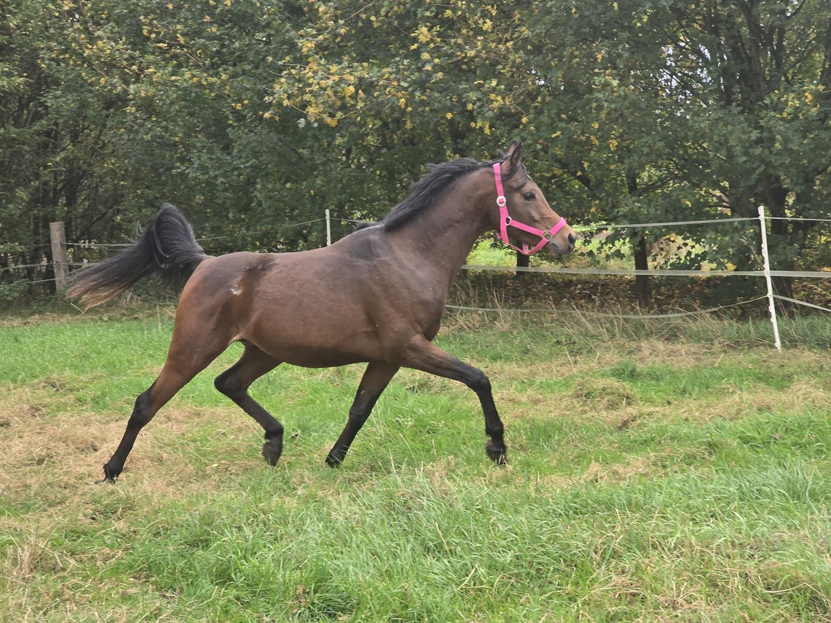 Belgisches Reitpony Hengst 3 Jahre 142 cm Brauner in Warmsen