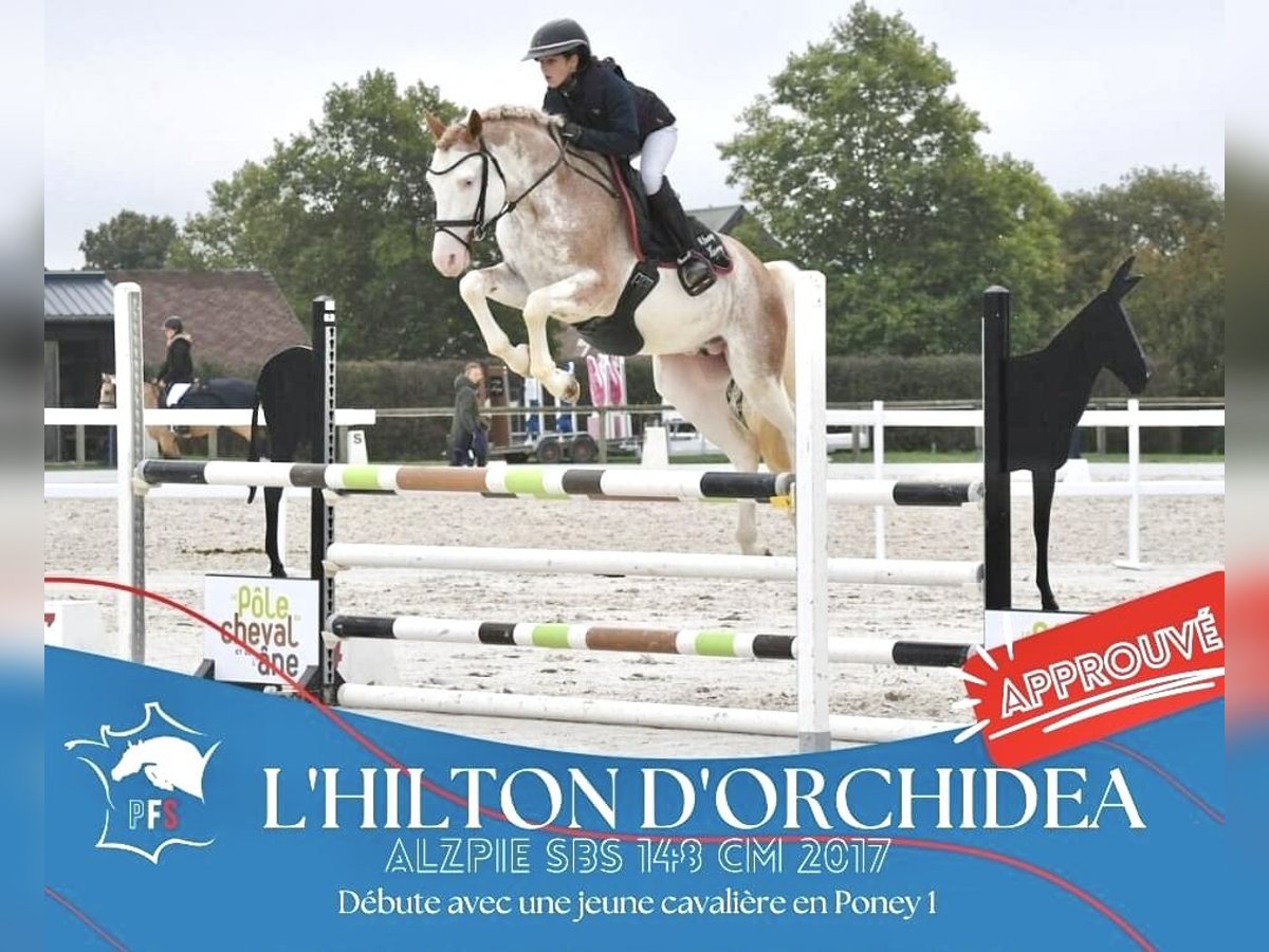 Belgisches Reitpony Hengst 8 Jahre 147 cm Sabino in Vesoul