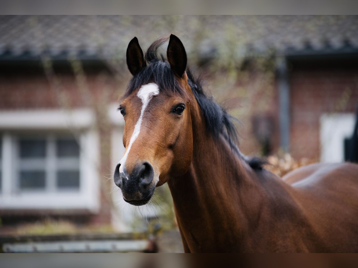 Belgisches Reitpony Hengst 9 Jahre 154 cm Brauner in Castenray