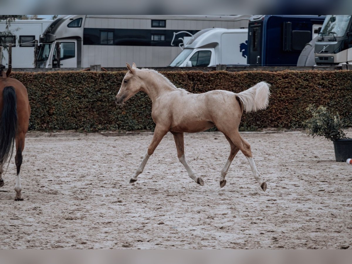 Belgisches Reitpony Hengst Fohlen (02/2025) Palomino in GROTE-BROGEL