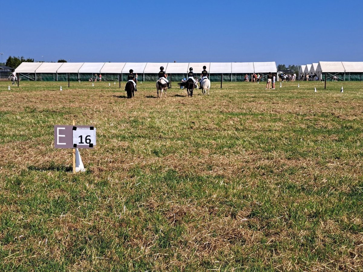 Belgisches Reitpony Mix Stute 11 Jahre 120 cm Rappe in Dessel