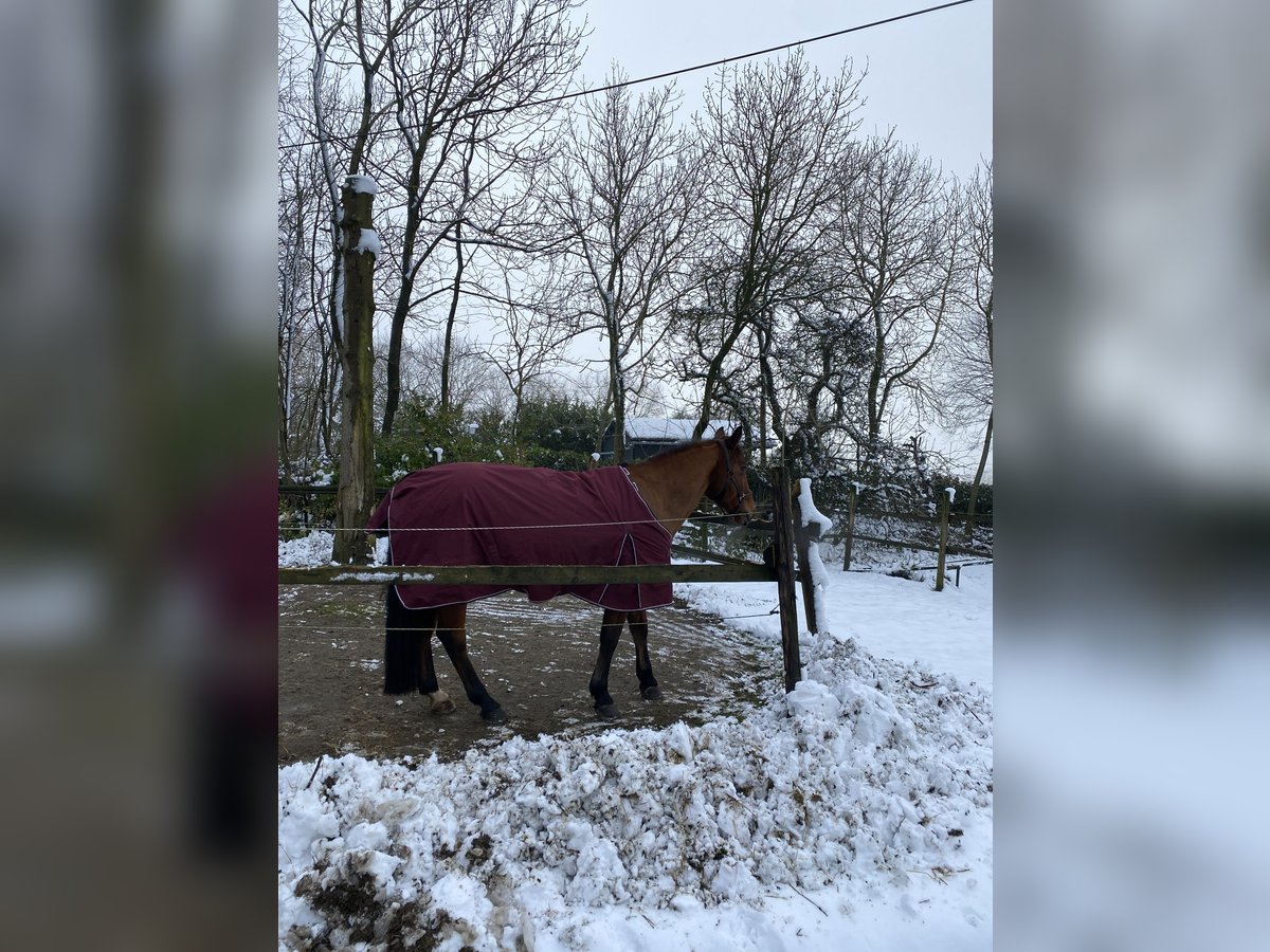 Belgisches Reitpony Stute 12 Jahre 146 cm Brauner in Essen