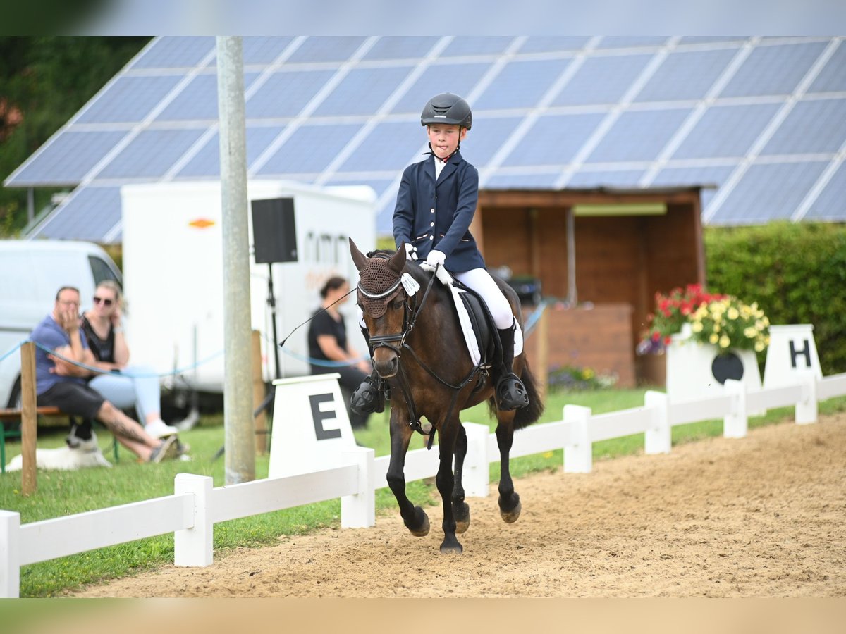 Belgisches Reitpony Stute 15 Jahre 125 cm Brauner in Voltlage
