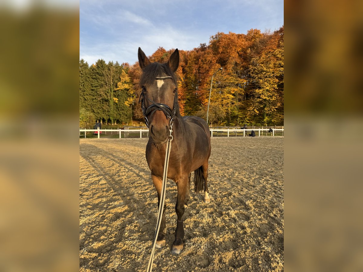 Belgisches Reitpony Stute 15 Jahre 135 cm Dunkelbrauner in Neubeuern