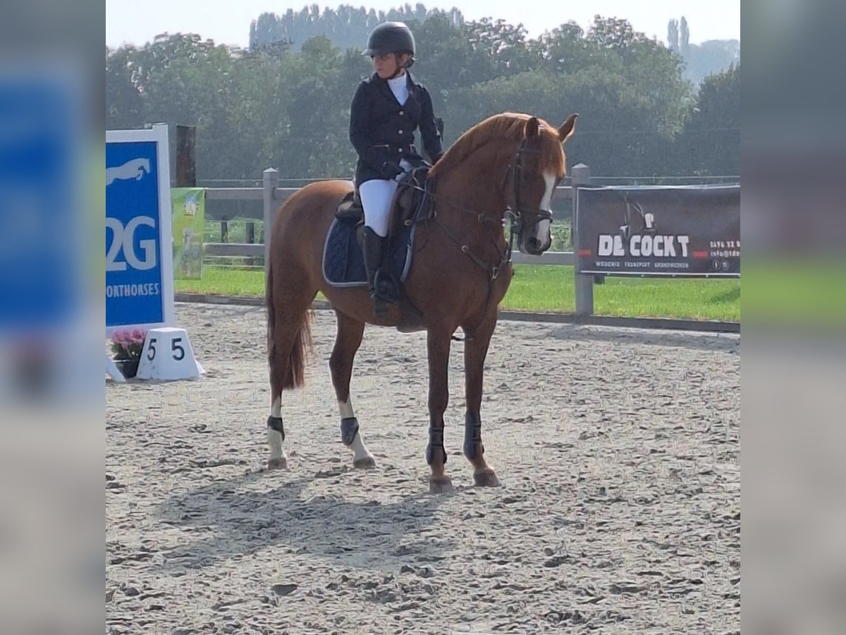 Belgisches Reitpony Stute 16 Jahre 146 cm Fuchs in Nokere