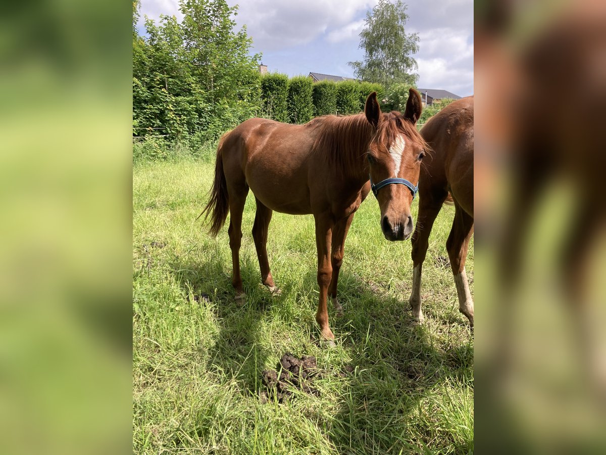 Belgisches Reitpony Stute 1 Jahr Fuchs in Alken