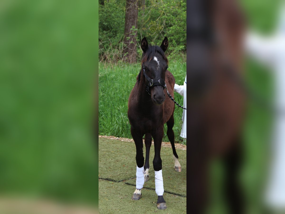 Belgisches Reitpony Stute 1 Jahr Schwarzbrauner in H&#xFC;ckelhoven