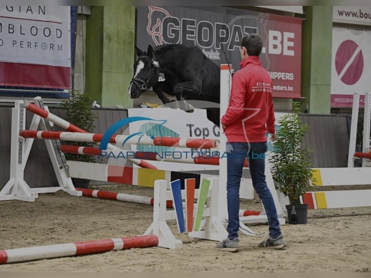 Belgisches Reitpony Stute 4 Jahre 136 cm Dunkelbrauner in Wuustwezel
