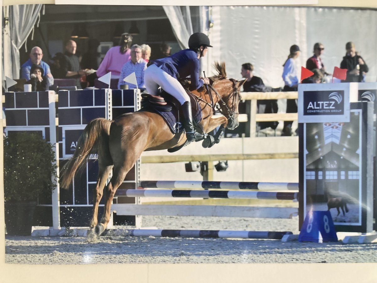 Belgisches Reitpony Stute 5 Jahre 140 cm Hellbrauner in Trooz