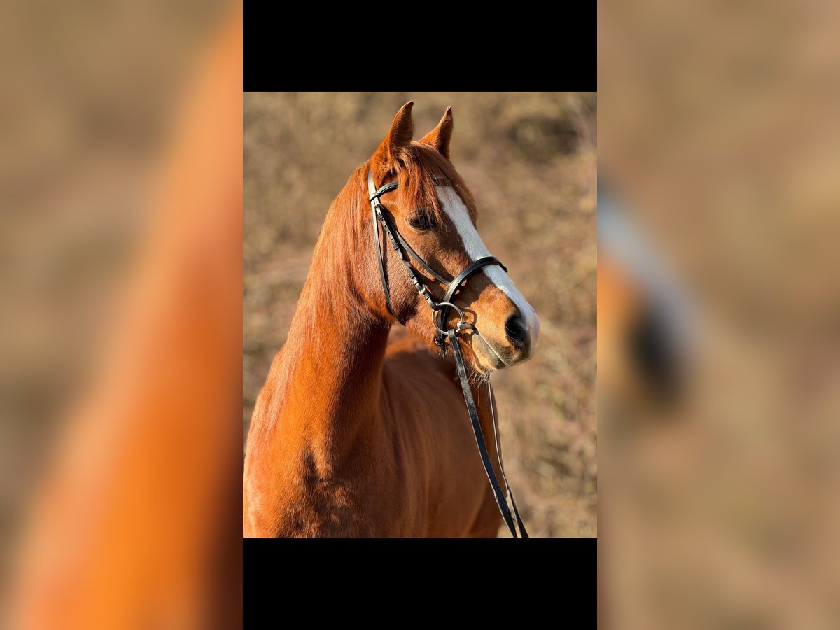 Belgisches Reitpony Stute 5 Jahre 145 cm Fuchs in Saarbrücken