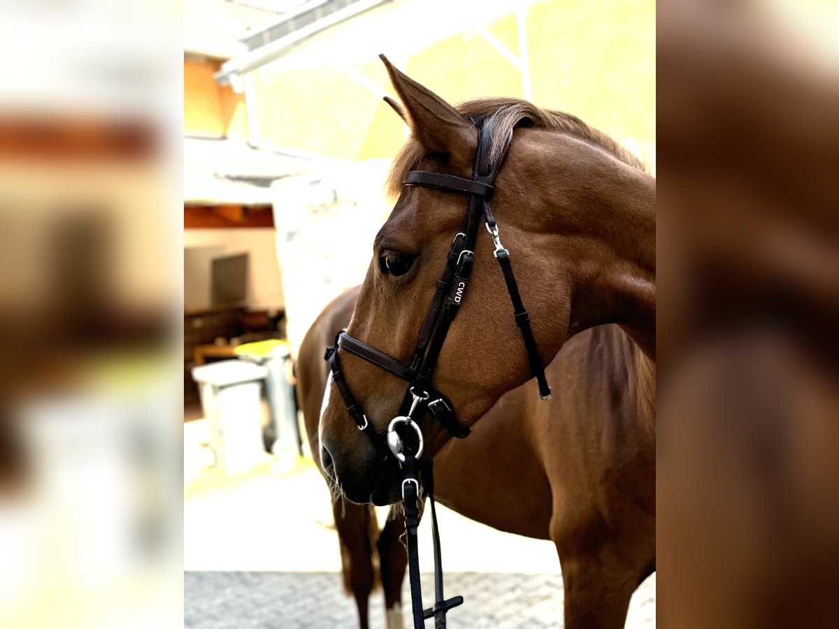 Belgisches Reitpony Stute 5 Jahre 154 cm Fuchs in HückelhovenBrachelen