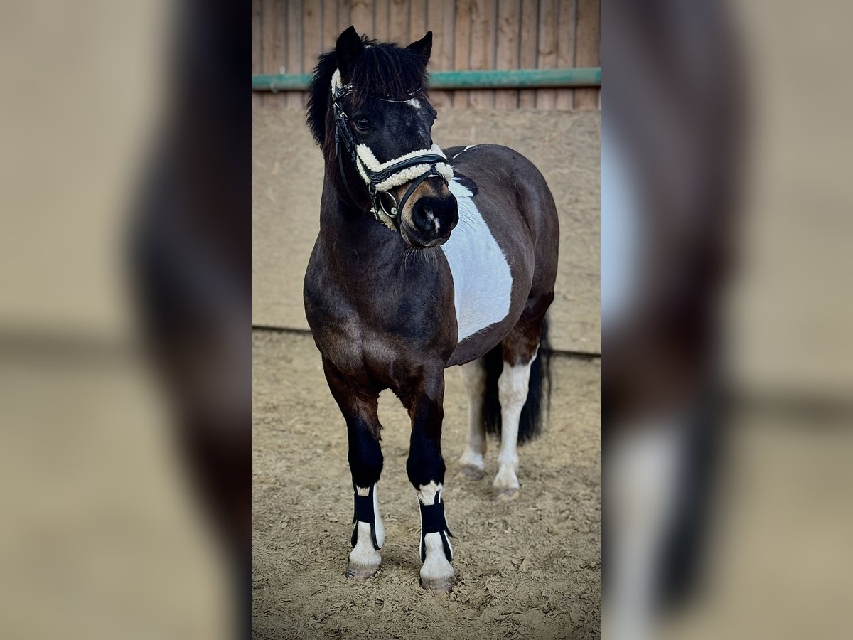 Belgisches Reitpony Mix Stute 6 Jahre 118 cm Schecke in Olmscheid