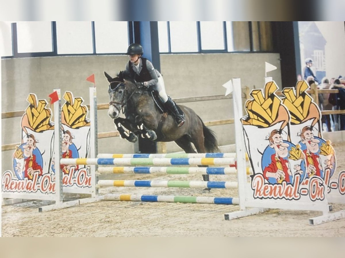 Belgisches Reitpony Stute 6 Jahre 147 cm Schimmel in Trooz