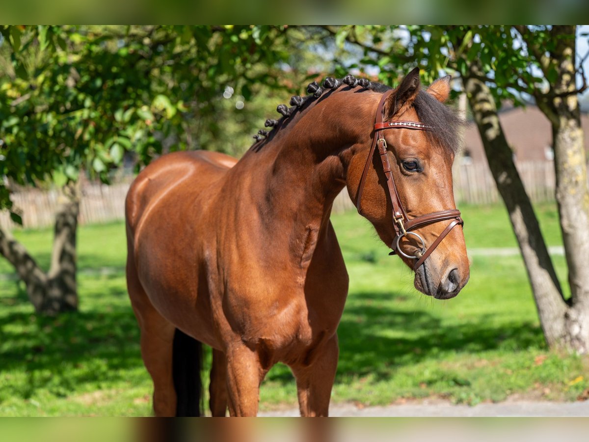 Belgisches Reitpony Stute 6 Jahre 149 cm Brauner in GROTE-BROGEL