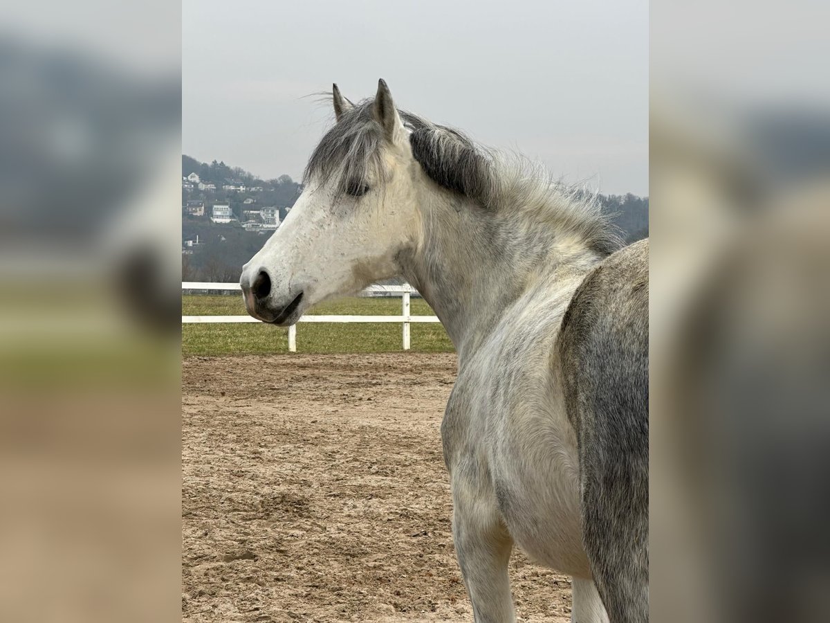 Belgisches Reitpony Stute 7 Jahre 143 cm Blauschimmel in Remagen