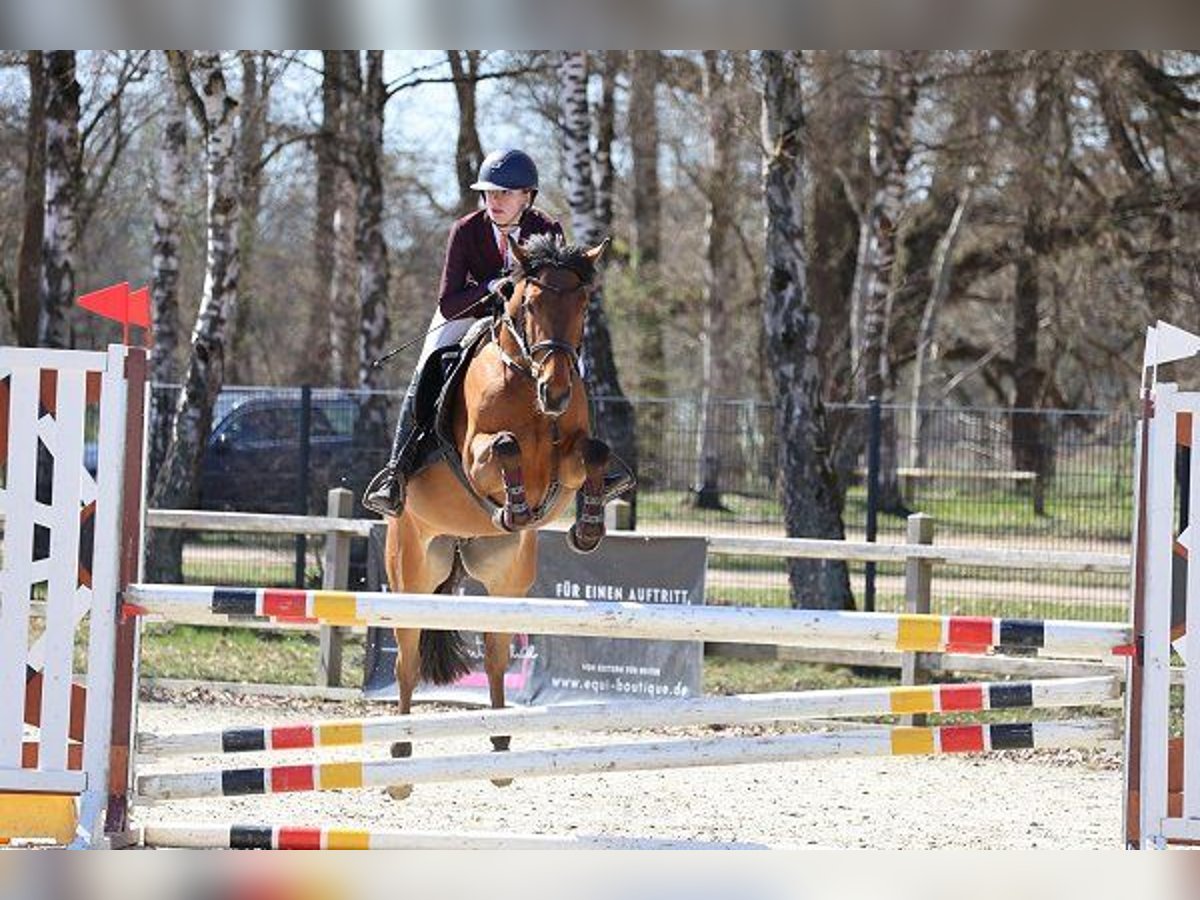 Belgisches Reitpony, Stute in Verden (Aller)