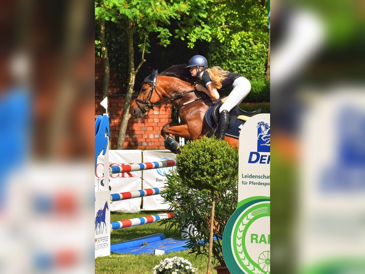 Belgisches Reitpony, Stute in Verden (Aller)