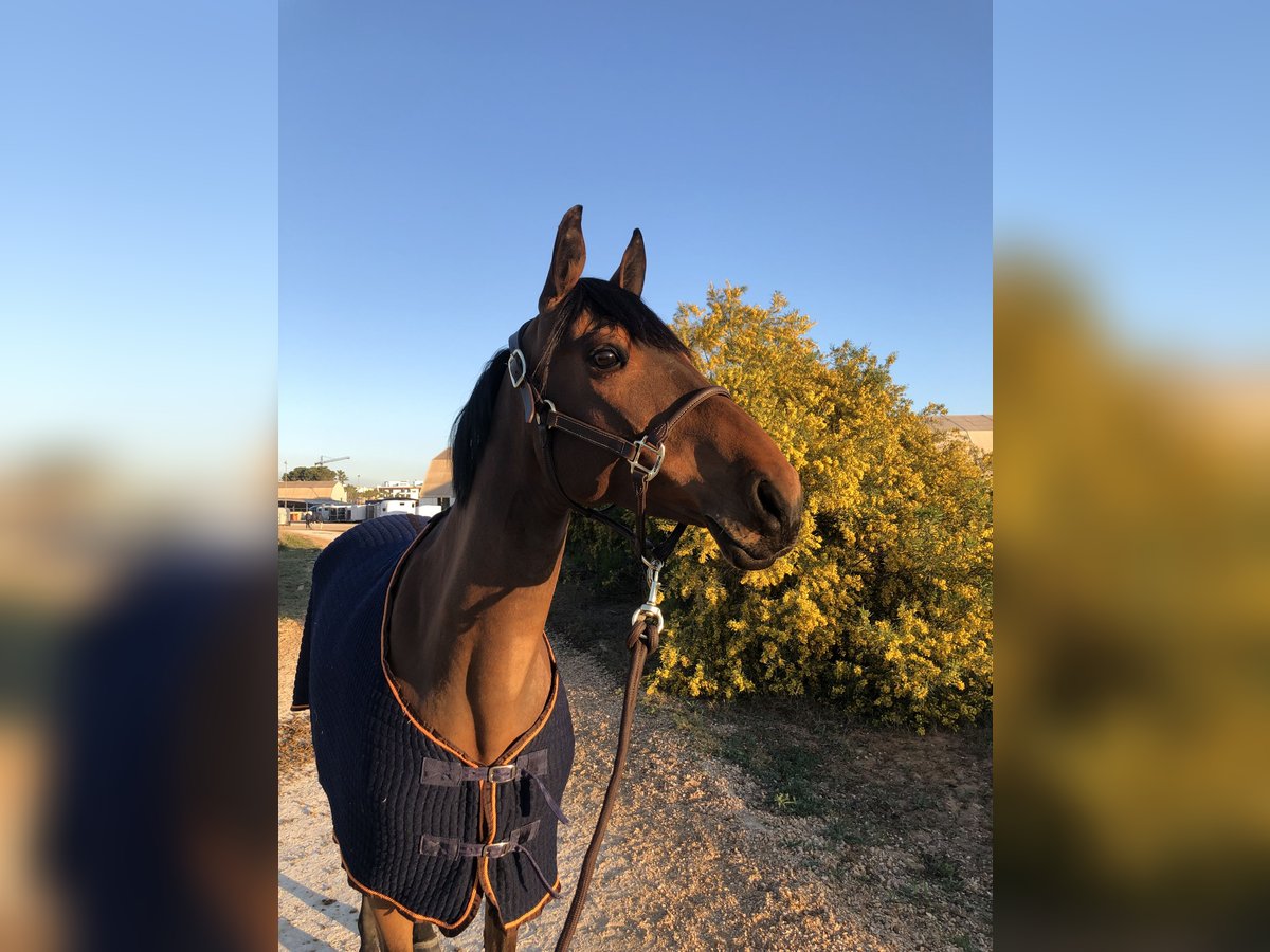 Belgisches Reitpony Stute 8 Jahre 155 cm Dunkelbrauner in ZoldeR