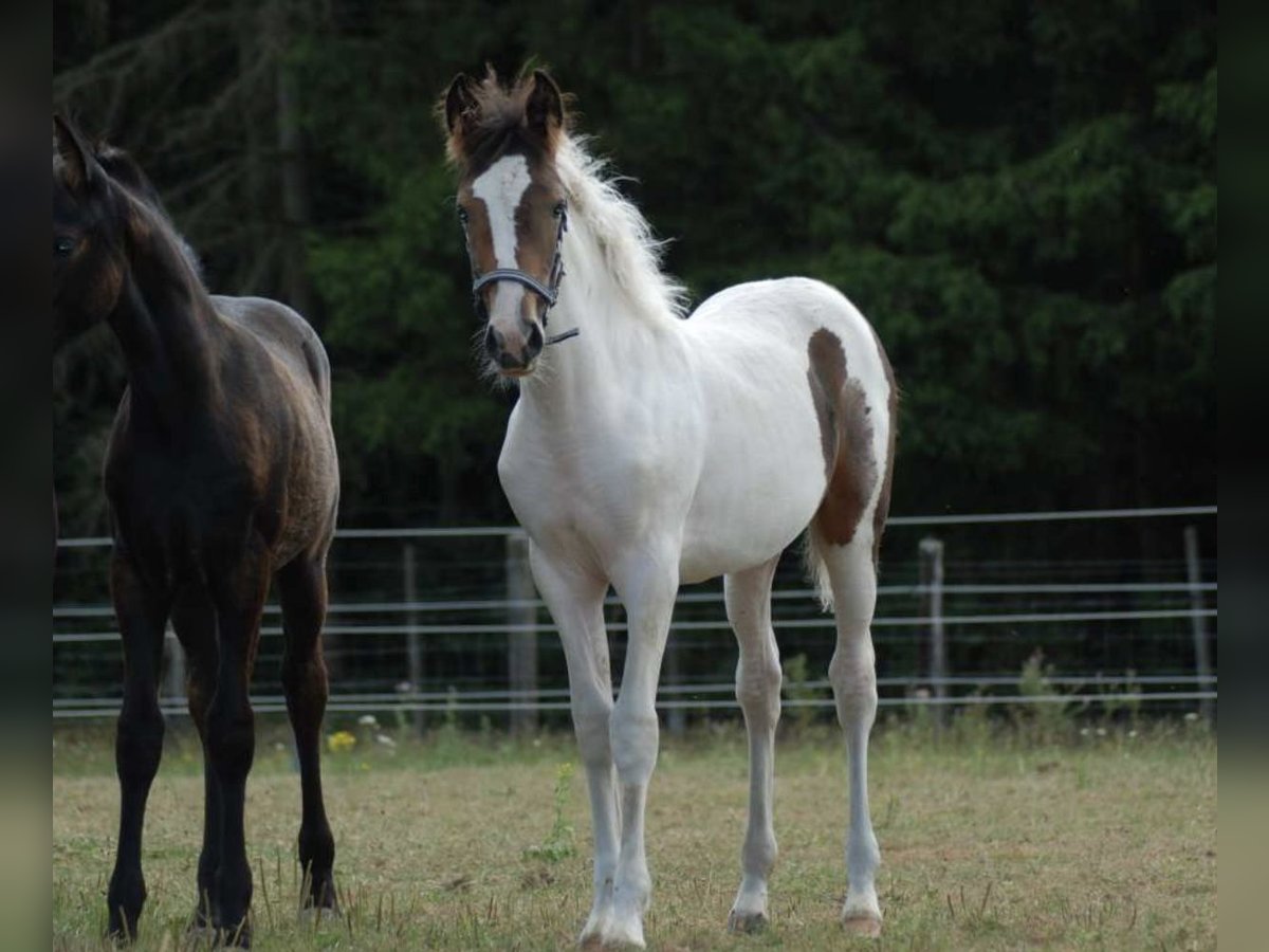 Belgisches Reitpony Stute Fohlen (05/2025) 148 cm Schecke in Zutendaal
