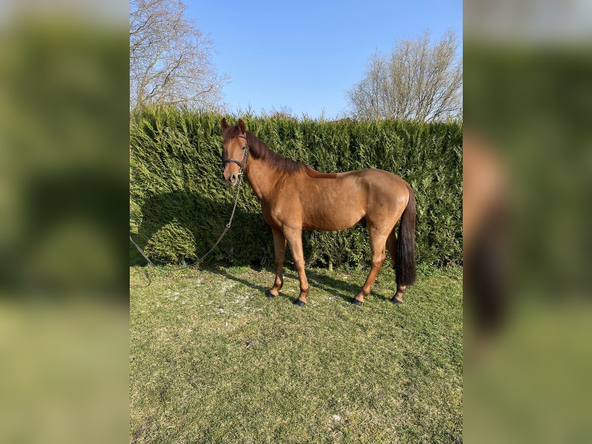 Belgisches Reitpony Wallach 11 Jahre 148 cm Fuchs in Wuustwezel