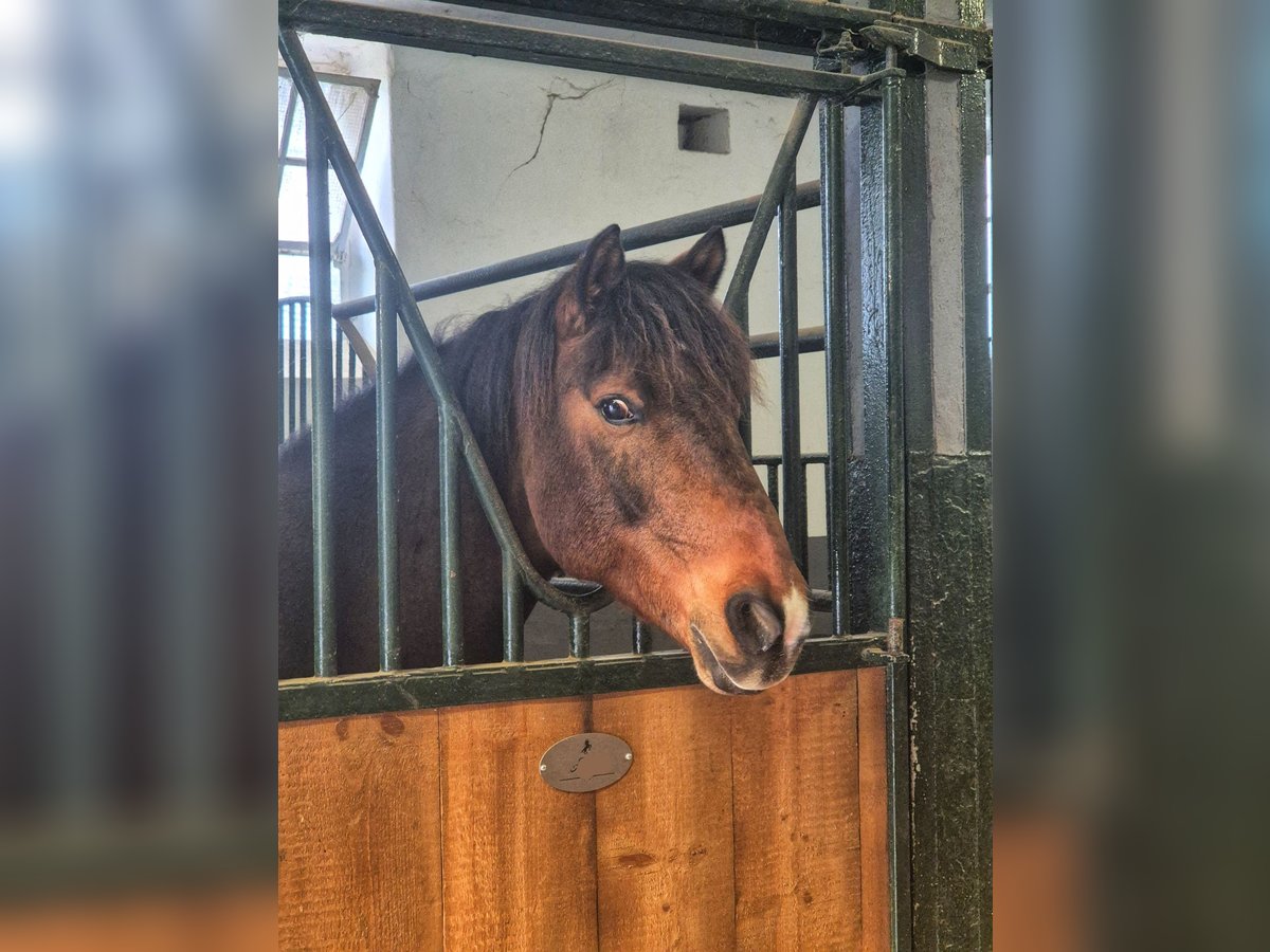 Belgisches Reitpony Mix Wallach 12 Jahre 151 cm Brauner in Kerpen