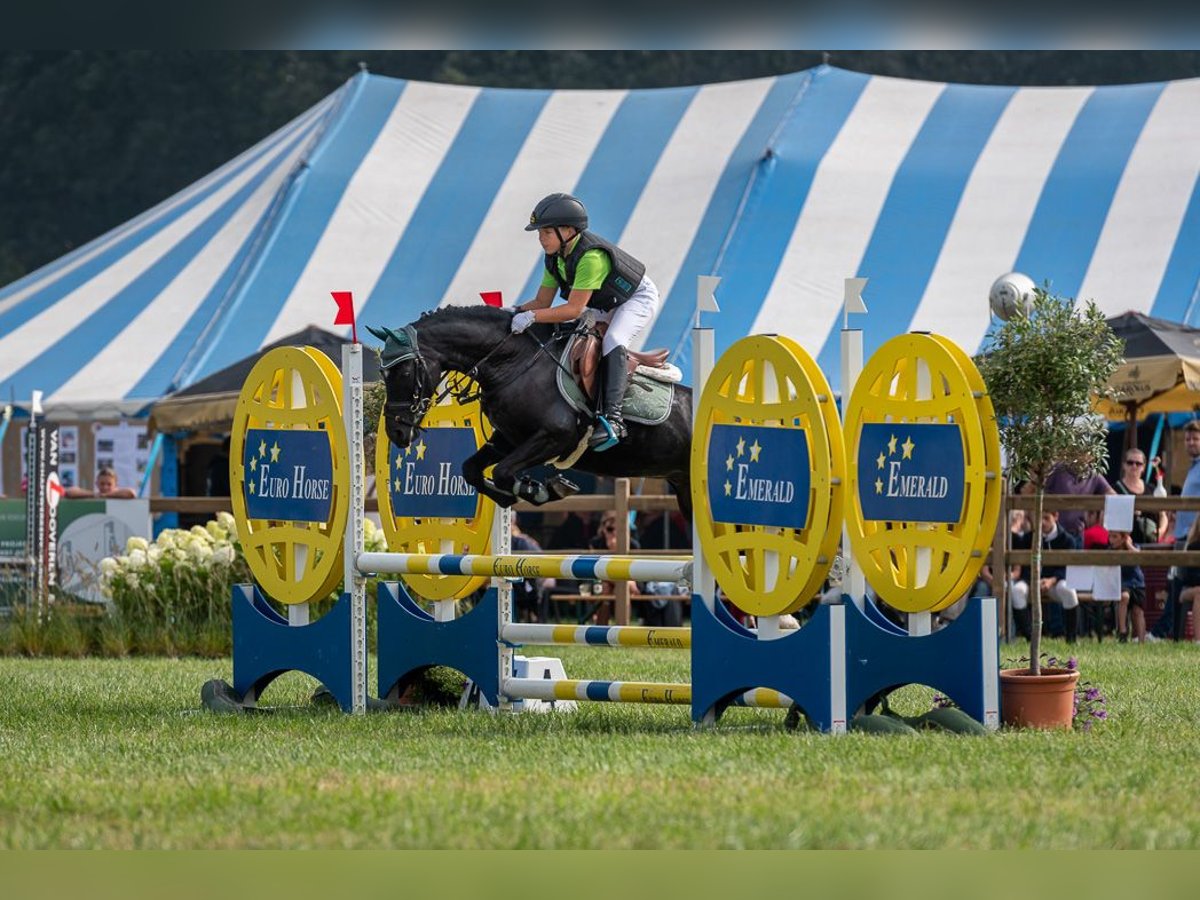 Belgisches Reitpony Wallach 13 Jahre 128 cm Rappe in Wuustwezel