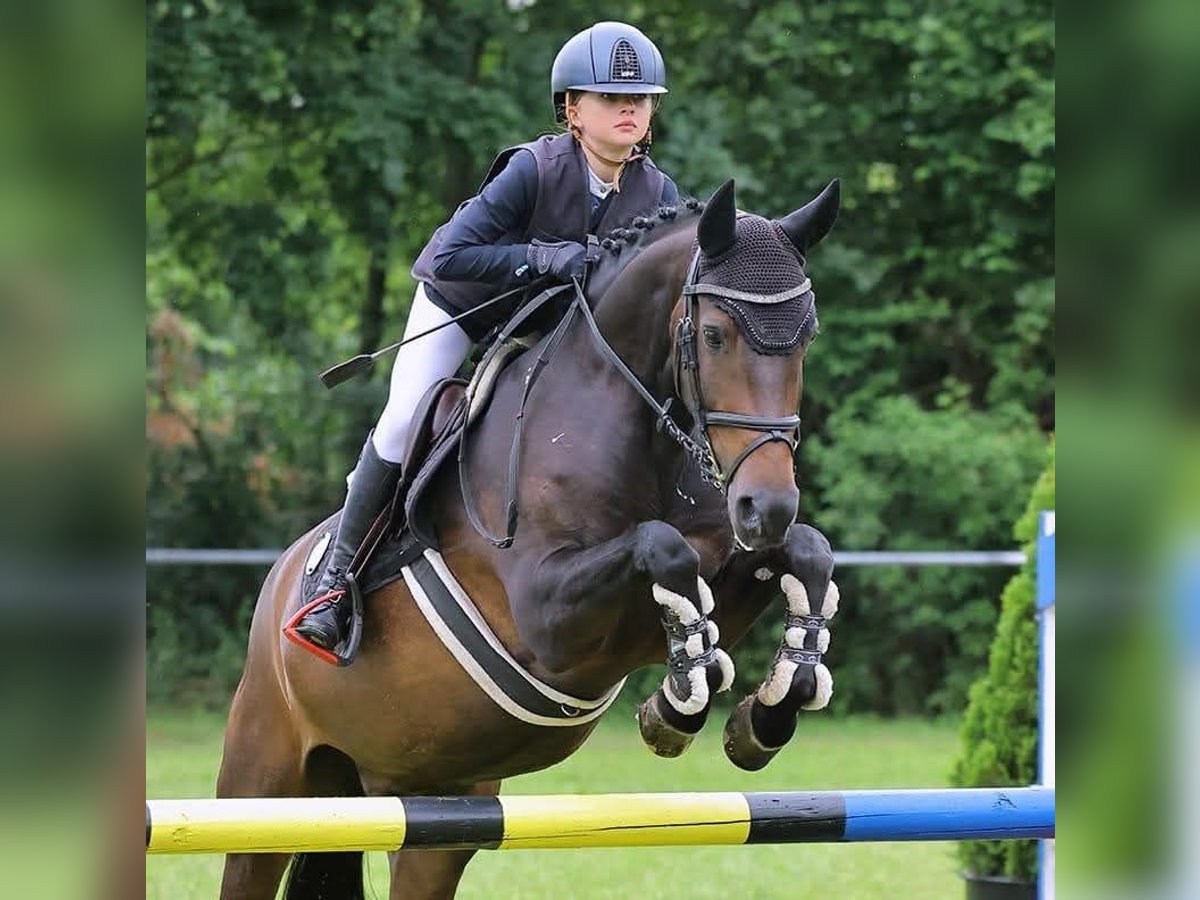 Belgisches Reitpony Wallach 13 Jahre 148 cm Dunkelbrauner in Markt Rettenbach