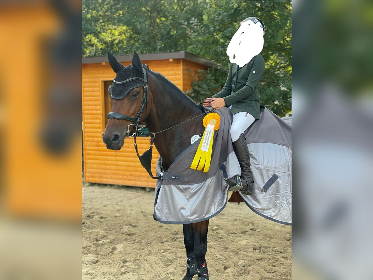 Belgisches Reitpony Wallach 13 Jahre 149 cm Dunkelbrauner in Apeldoorn