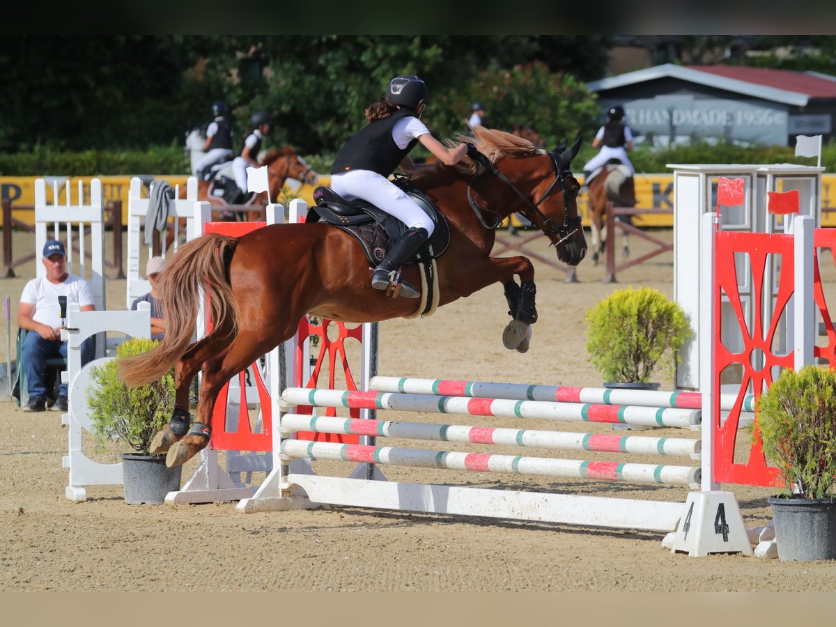 Belgisches Reitpony Wallach 14 Jahre 148 cm Fuchs in Pieve Di Sinalunga