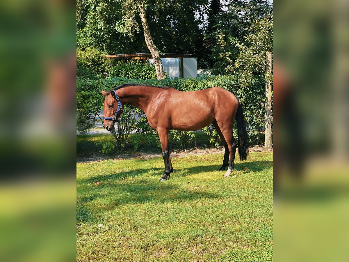 Belgisches Reitpony Wallach 3 Jahre 136 cm Brauner in Klein Berßen