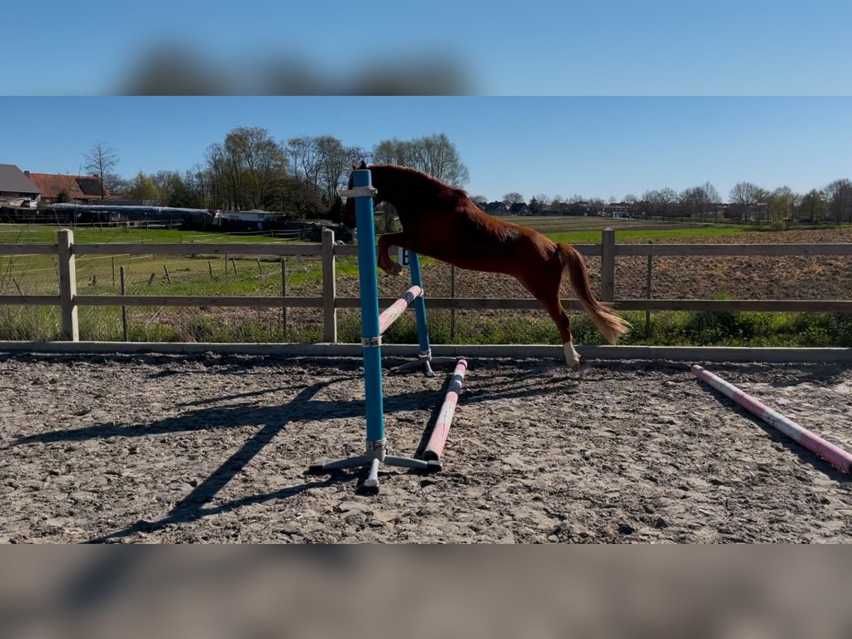 Belgisches Reitpony Wallach 3 Jahre 139 cm Fuchs in Zonnebeke