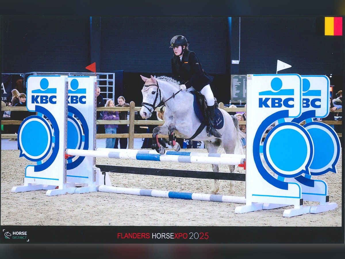 Belgisches Reitpony Wallach 4 Jahre 135 cm Schimmel in Lokeren