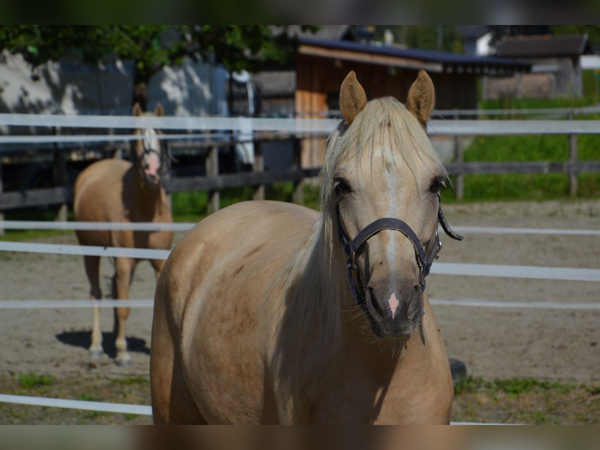 Belgisches Reitpony Wallach 4 Jahre 141 cm Palomino in Reutte