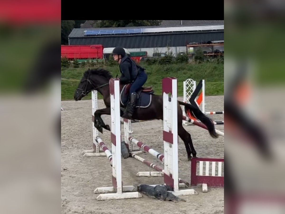 Belgisches Reitpony Wallach 4 Jahre 146 cm Schwarzbrauner in Liège