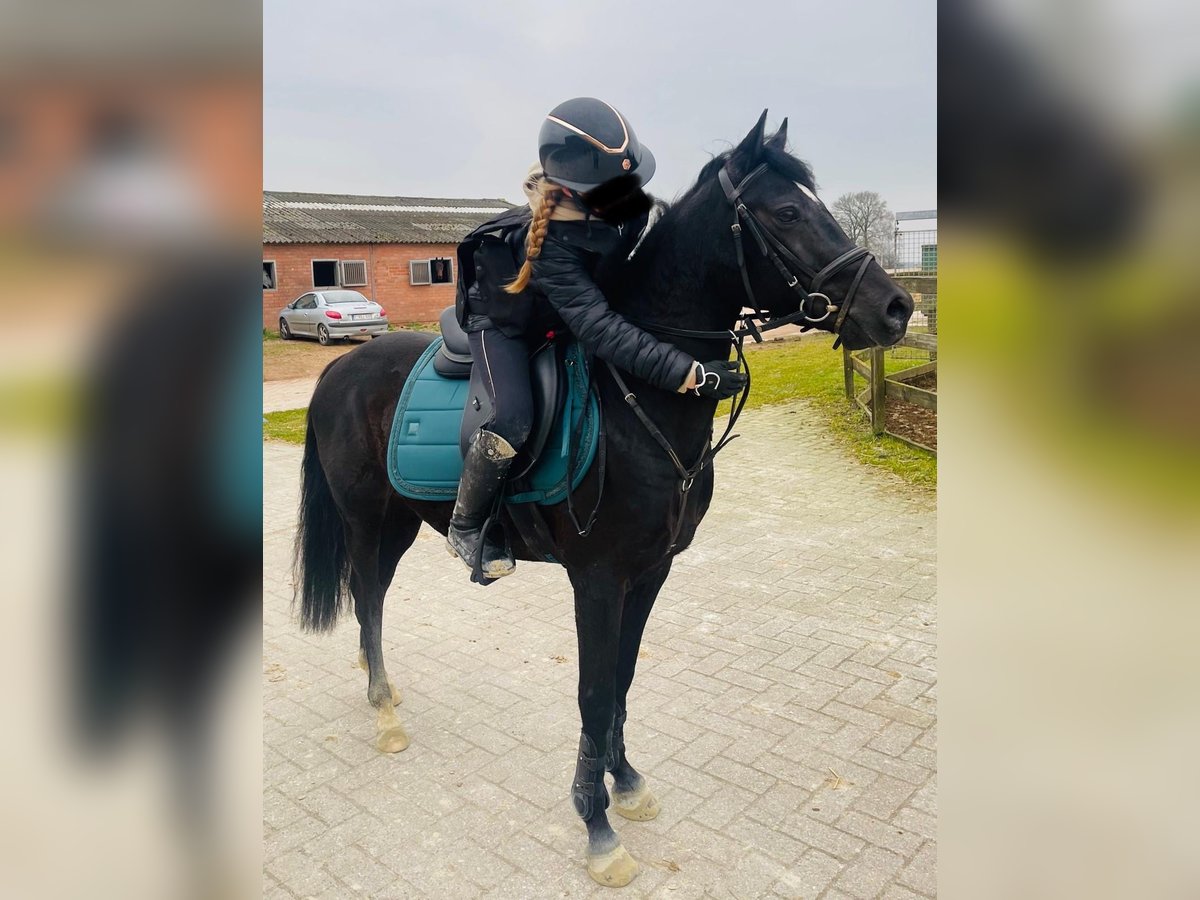 Belgisches Reitpony Wallach 5 Jahre 138 cm Schwarzbrauner in Wuustwezel
