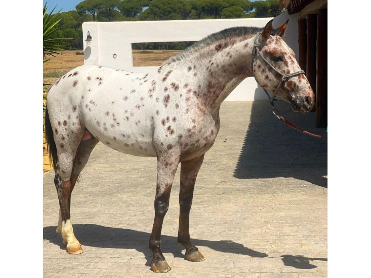 Belgisches Reitpony Wallach 5 Jahre 148 cm Tobiano-alle-Farben in Navas Del Madroño