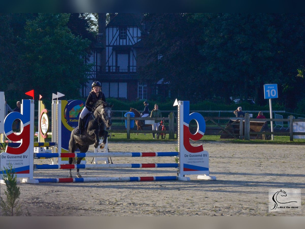 Belgisches Reitpony Mix Wallach 7 Jahre 126 cm Rappschimmel in Eksaarde