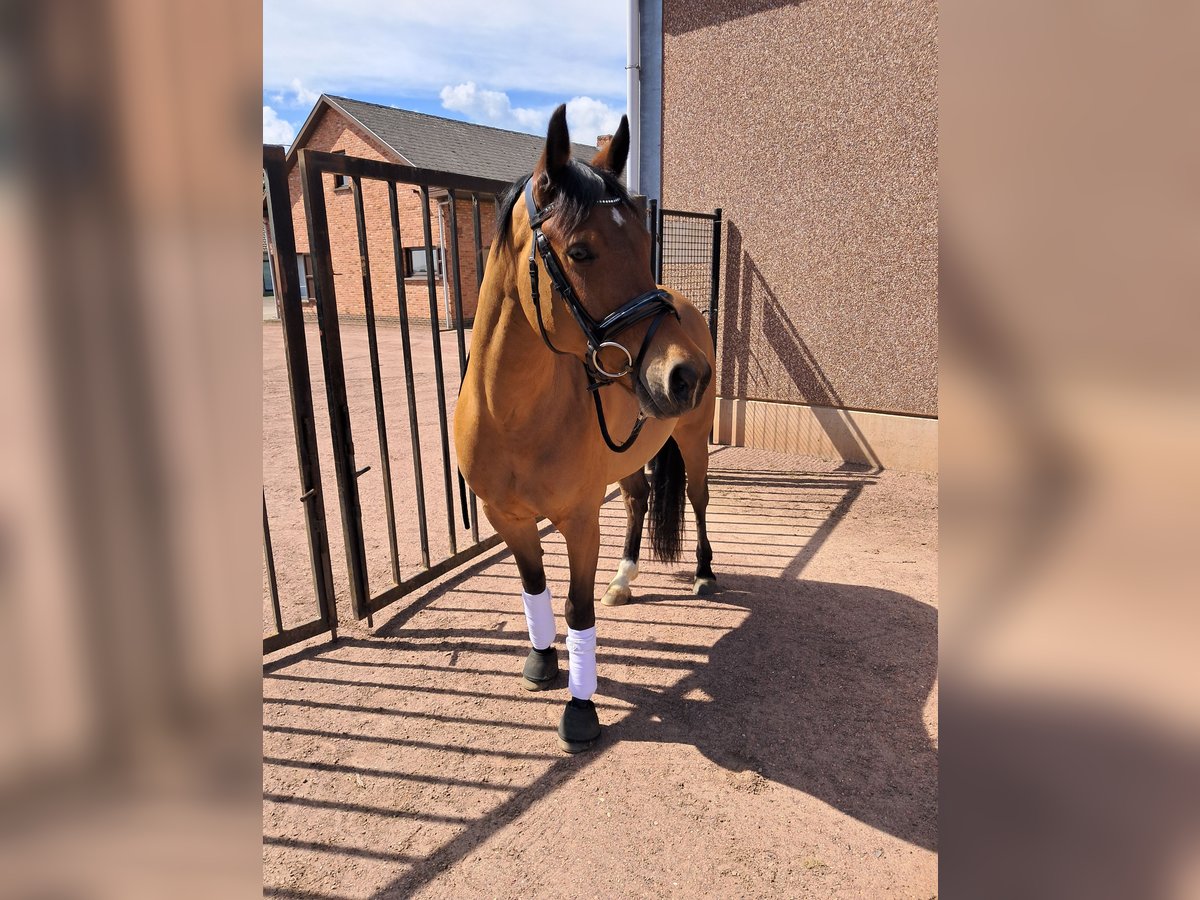Belgisches Reitpony Wallach 7 Jahre 146 cm Brauner in Zoerle-Parwijs