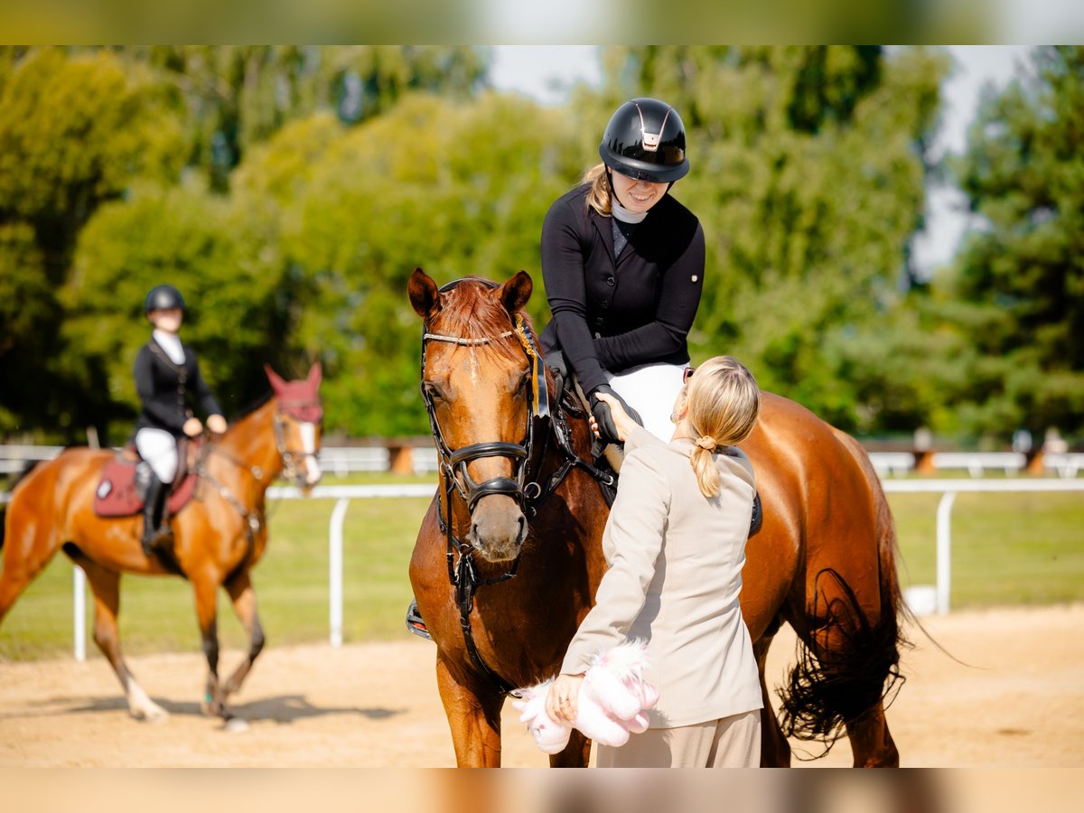 Belgisches Sportpferd Hengst 7 Jahre 172 cm Fuchs in Tarnawka