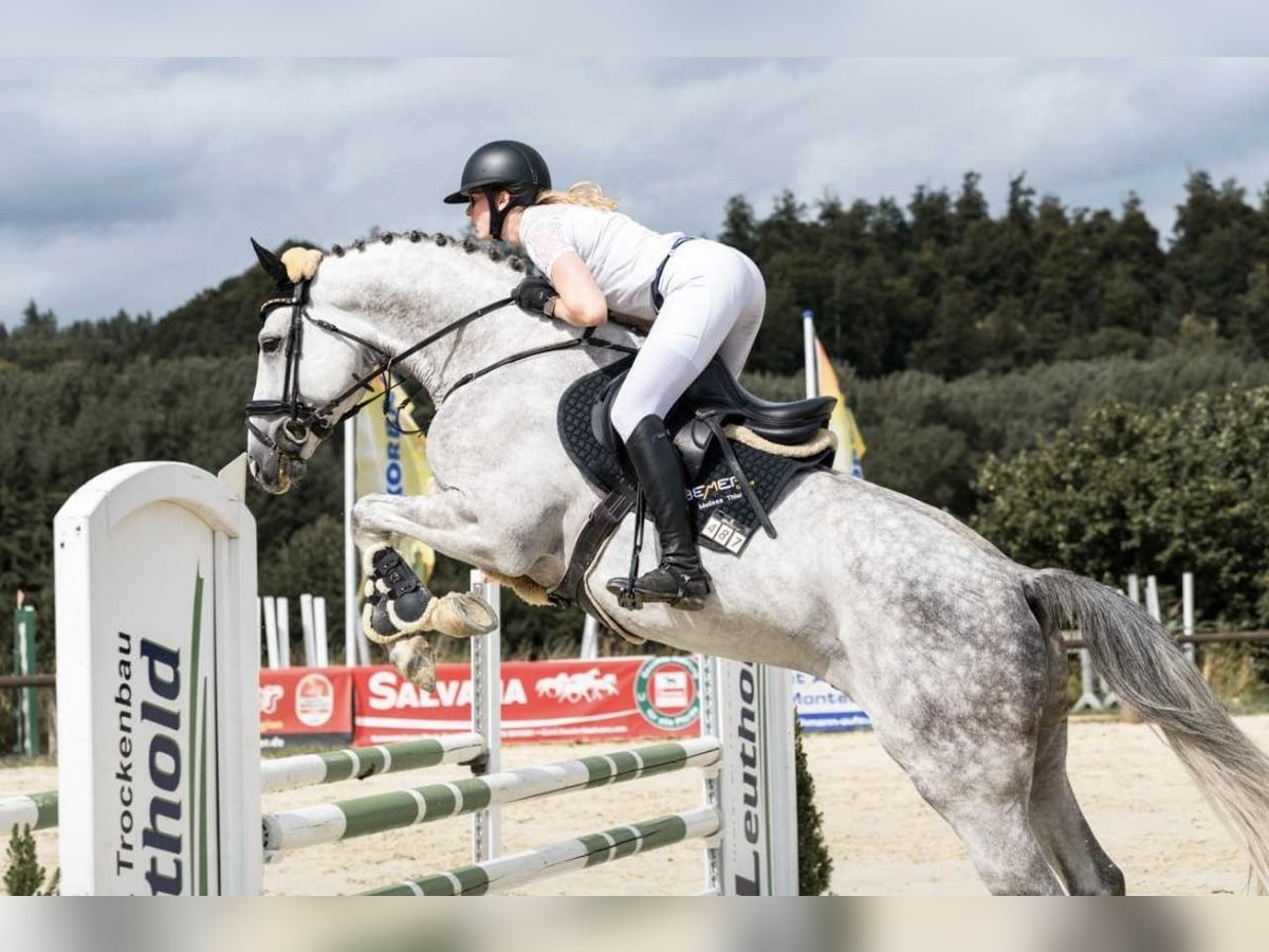 Belgisches Sportpferd Hengst 7 Jahre in Aull