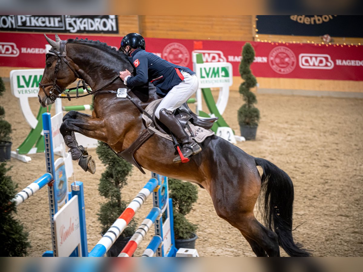 Belgisches Sportpferd Hengst 9 Jahre 169 cm Brauner in Iserlohn