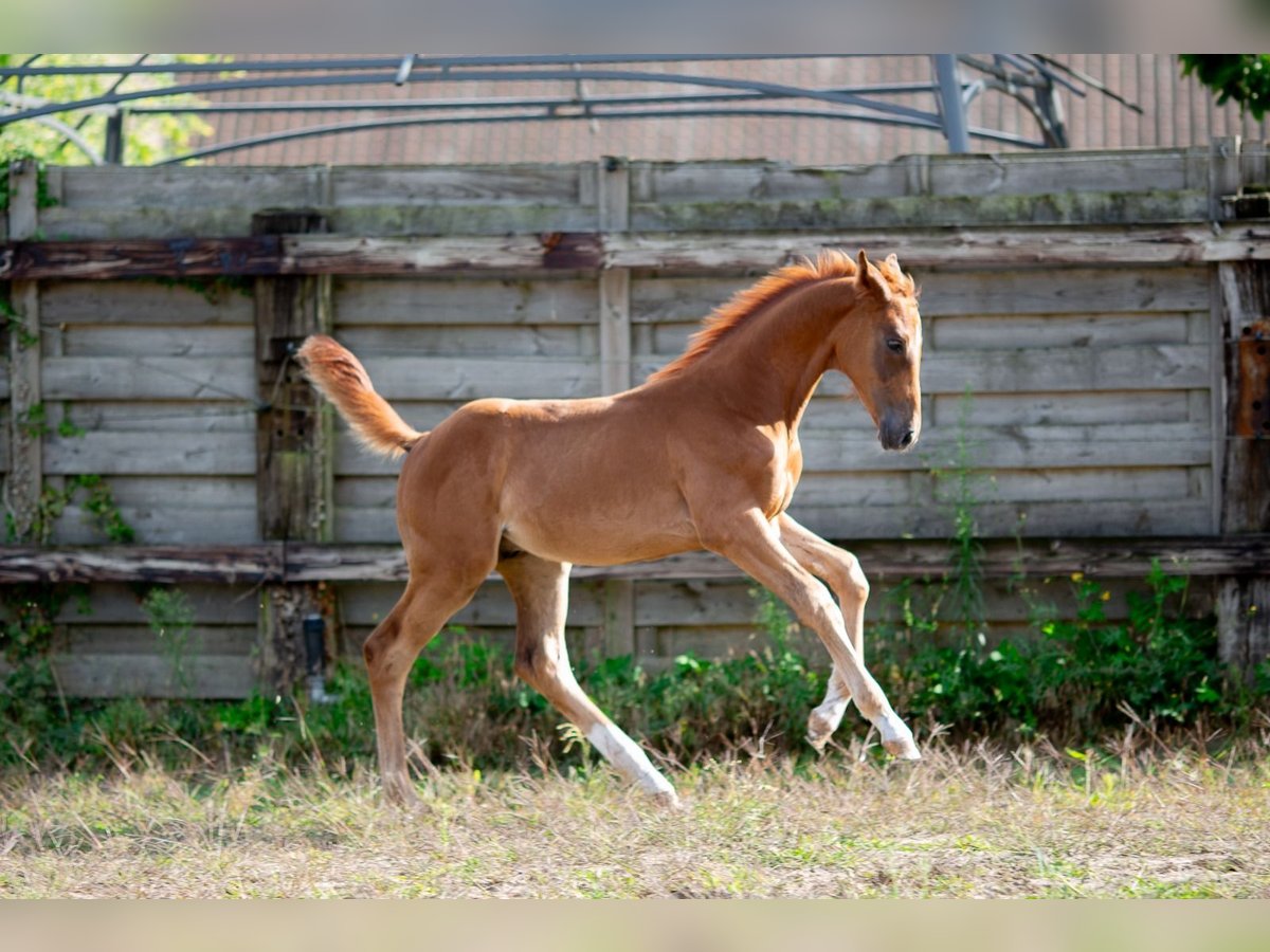 Belgisches Sportpferd Hengst Fohlen (05/2025) 172 cm Dunkelfuchs in Pelt