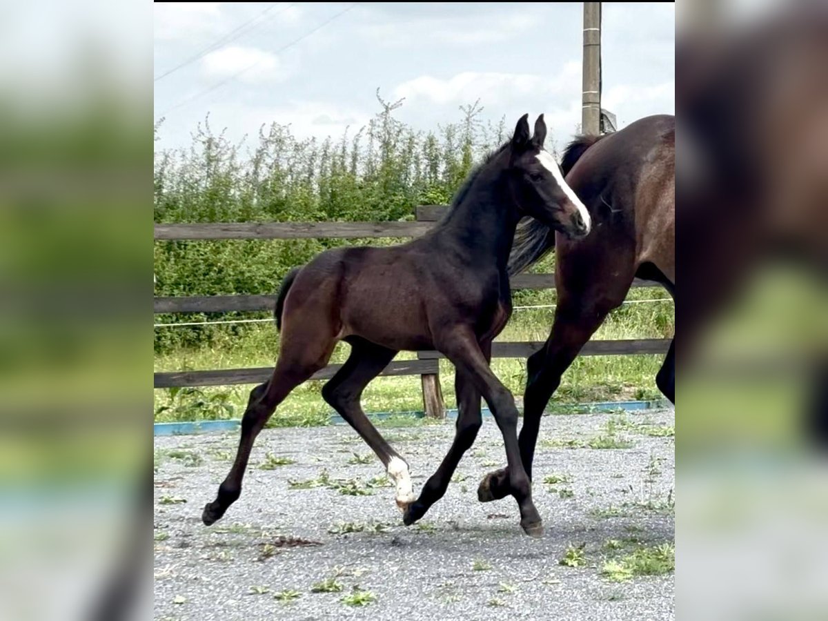 Belgisches Sportpferd Hengst  Dunkelbrauner in Moulin
