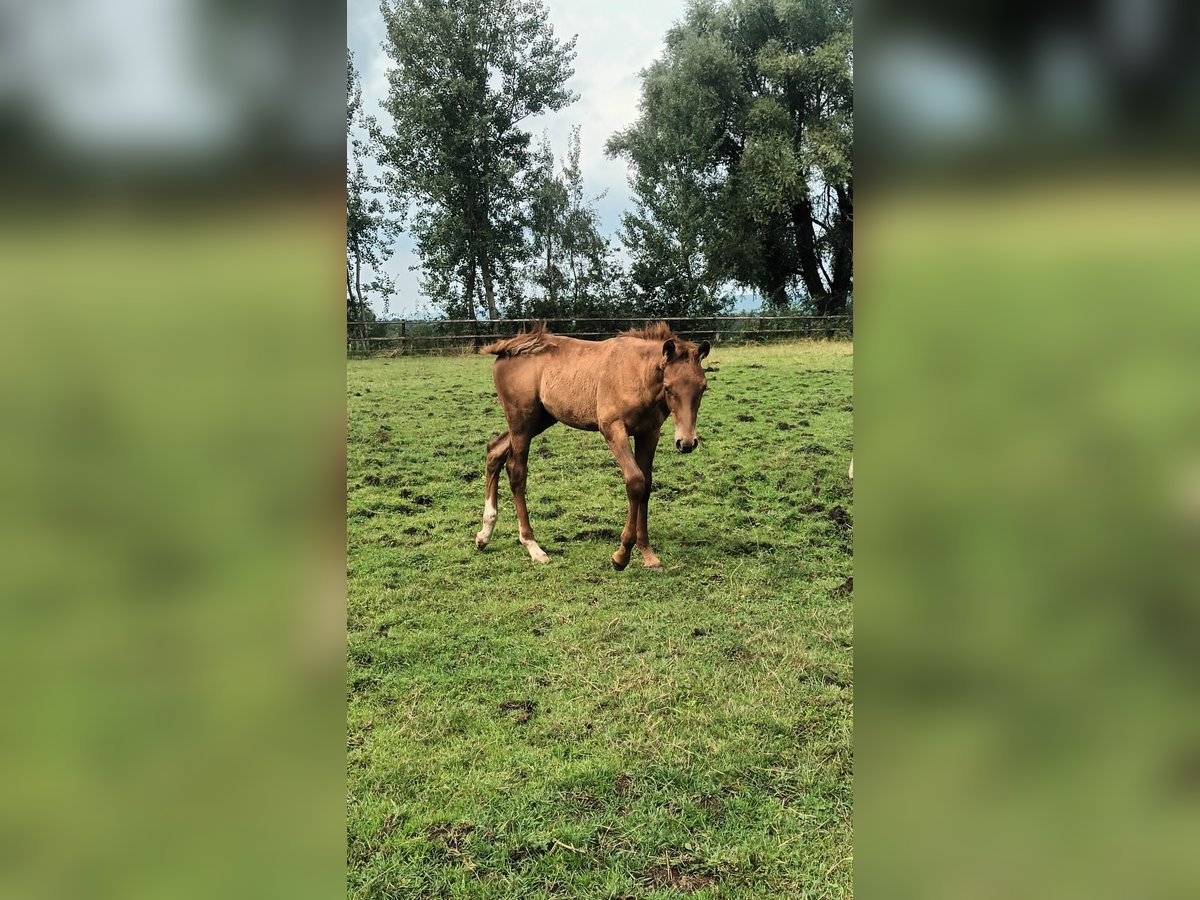 Belgisches Sportpferd Hengst Fohlen (04/2024) Fuchs in Lontzen