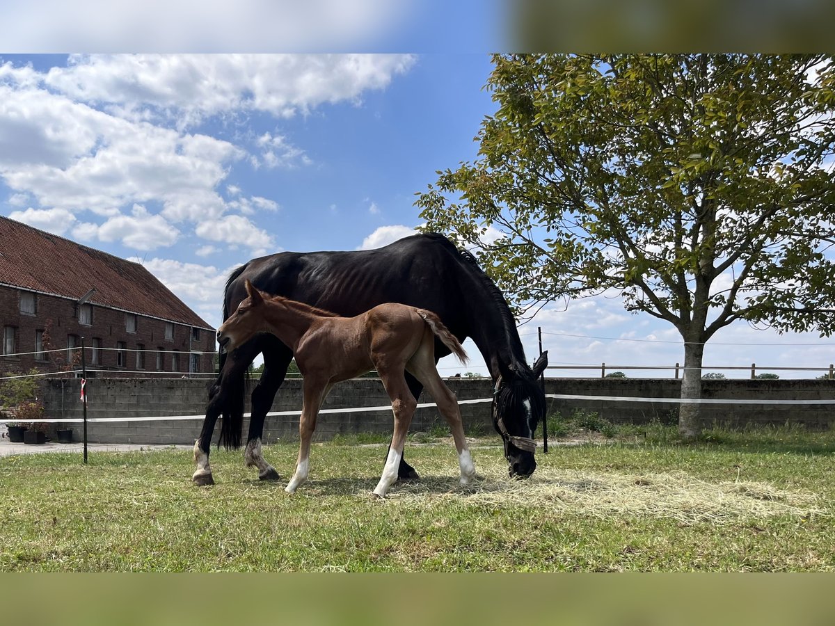 Belgisches Sportpferd Hengst  Fuchs in Ghislenghien